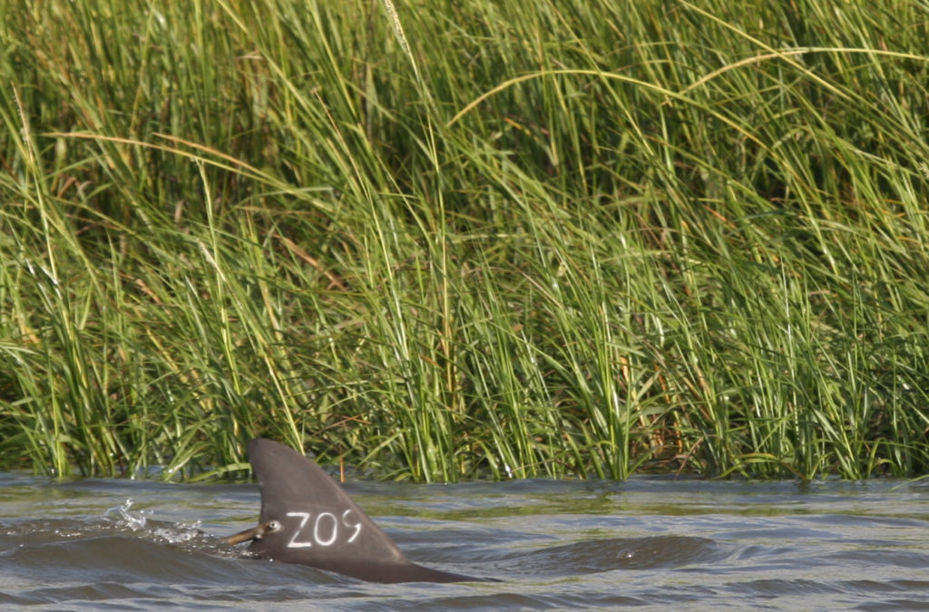 nimble_asset_News-Pic-Dolphin-Tagging