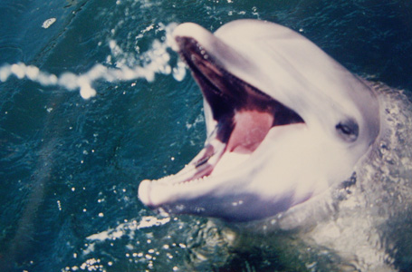 nimble_asset_Dolphin-8