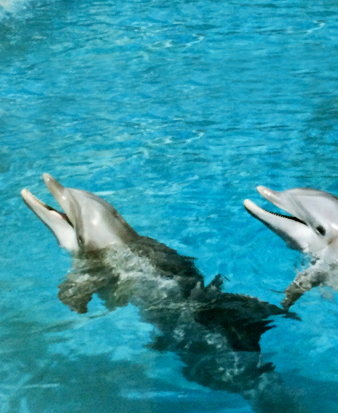 nimble_asset_Phoenix-Akeakamai-1